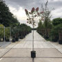 Stamhoogte 180 cm (Bloeiseizoen)